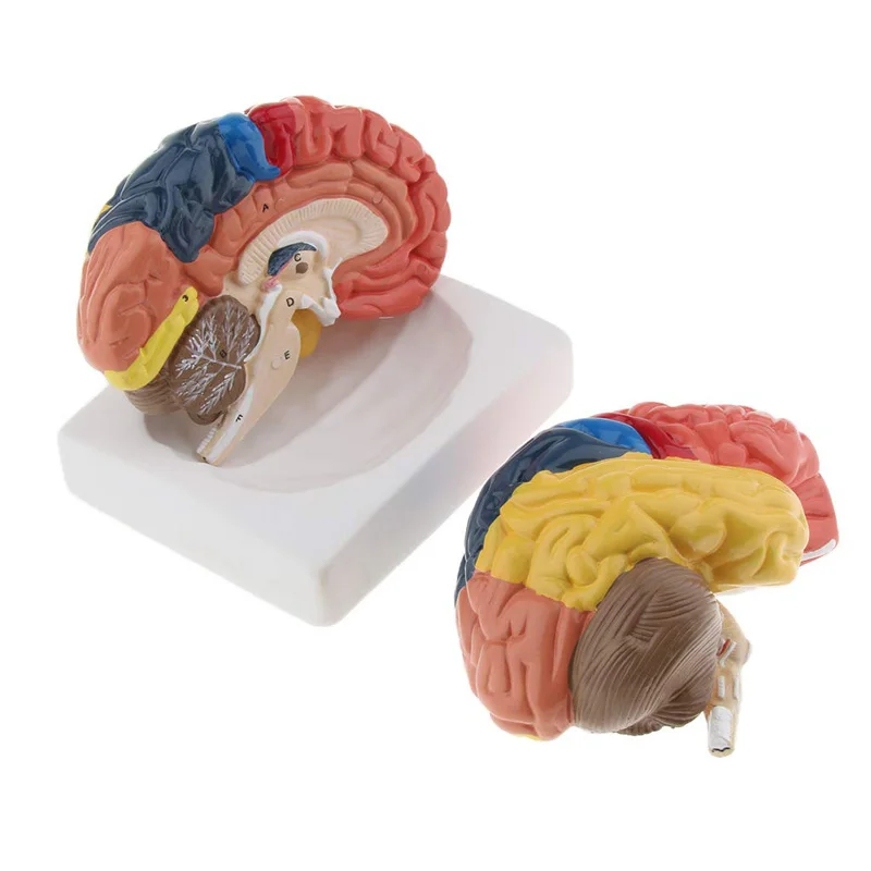 Medical Lab Supplies - Modèle médical d'anatomie du cerveau humain