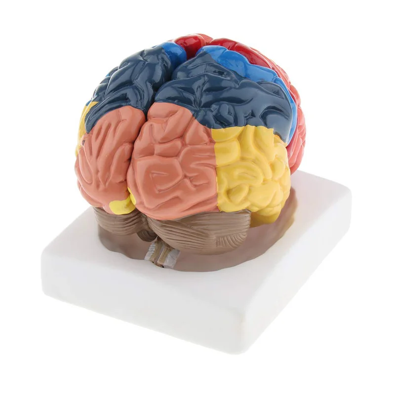 Modèle médical d'anatomie du c - Medical Lab Supplies avis et prix